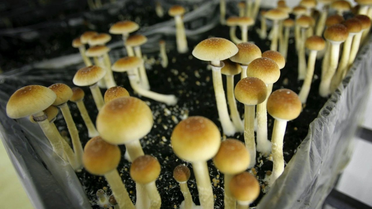 Project Circle: Oregon Legal Psilocybin Micro-Dose Service